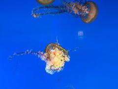 -太平洋海底世界