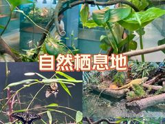 -上海大自然野生昆虫馆(东方明珠·爬宠昆虫探索中心)