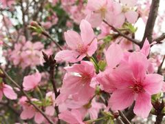 -天适樱花悠乐园