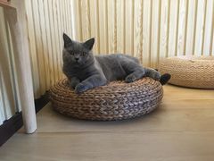 -Catmate·猫肥家润(金润铂宫店)