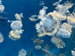 -海合安成都极地海洋公园