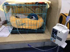 -伟伟宠物医院·CT影像中心·瑞派犬猫综合性门诊(汉口总院)