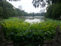 夏荷-包公祠