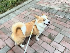 -半岛宠物医院24小时(白果林店)