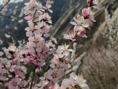 -北京凤凰岭