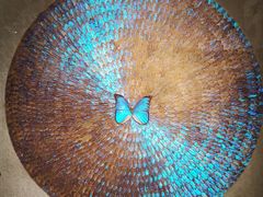 -上海昆虫博物馆