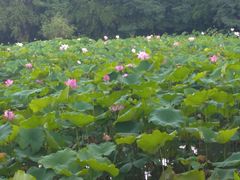 -贵阳市花溪国家城市湿地公园