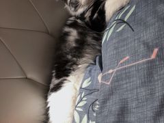 -猫大福·Fortune Cat猫舍(百子湾店)