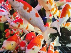 -青石桥花鸟鱼虫市场(叠翠城店)