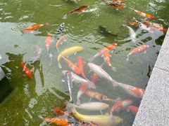 -顺峰山公园