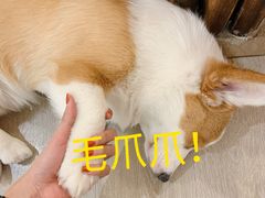 -浣熊柯尔鸭土拨鼠·电玩咖
