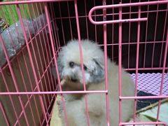 -瑞派·关忠动物医院·猫专科·犬专科(三环新城店)
