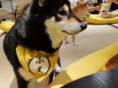 -逗柴咖啡屋·狗咖猫咖宠物桌游