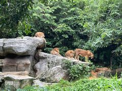-广州长隆野生动物世界