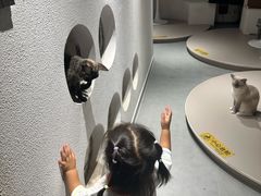 -琪喵猫屋·撸猫猫咖·猫舍