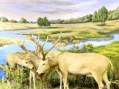 -北京麋鹿生态实验中心