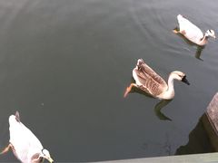 iphone_upload_pic-杭州世外桃源君澜度假酒店