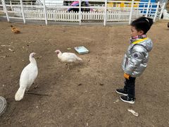 -前小桔亲子创意农场·草莓采摘·露营烧烤