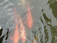 -西湖游船