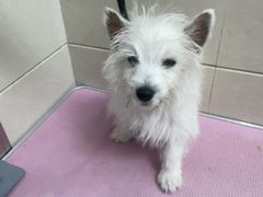 -北京观赏动物医院·24小时大型综合·猫专科·异宠专科