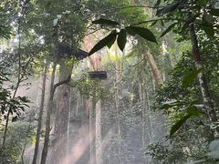 -西双版纳原始森林公园