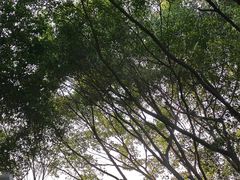 -福田红树林生态公园