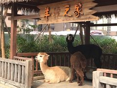 -美的鹭湖森林度假区