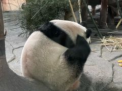 -泉州海丝野生动物世界