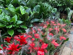 -秦美花卉(天朗·莱茵小城2期店)