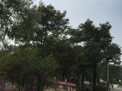 -原山国家森林公园