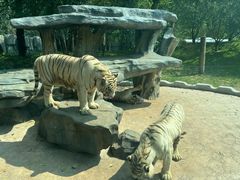 -北京野生动物园