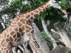 -清迈夜间动物园