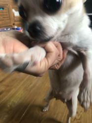 -椿树下·Tattoo纹身工作室