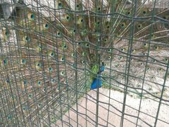 -意大利农场度假村