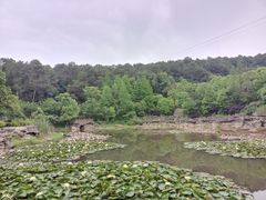 -铁山坪森林公园