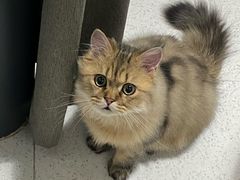 -瑞派康怡24h宠物医院·犬猫医疗中心·微创绝育(瑞景分院)
