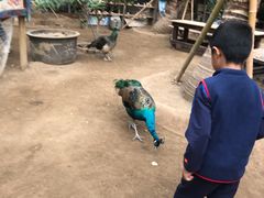 -呀路古热带植物园