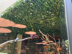 -麒麟中餐厅·经典粤菜·地道菜式老字号(广州长隆酒店)