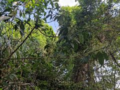 -火炉山森林公园