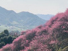 -新建村梅花