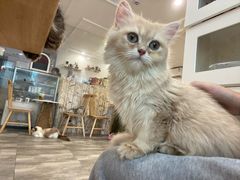 -楼上猫咖(罗湖店)