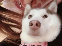 -Husky Go! 哈士奇体验馆·宠物咖啡厅狗咖