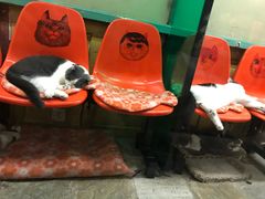 -猫咪博物馆(顶澳仔猫街店)