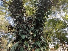 -瑞丽独树成林风景区