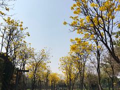 -顺峰山公园