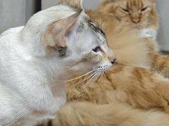 -MOCHA明星猫咖(田子坊店)