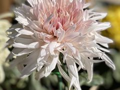 -国家植物园