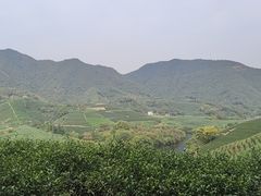 -龙坞茶村