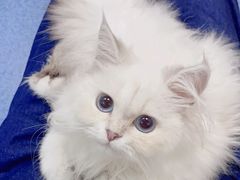 -美联众合动物医院(·中兽医·疑难杂症·严家桥分院)