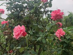 -同銮特种养殖场·龙虾垂钓